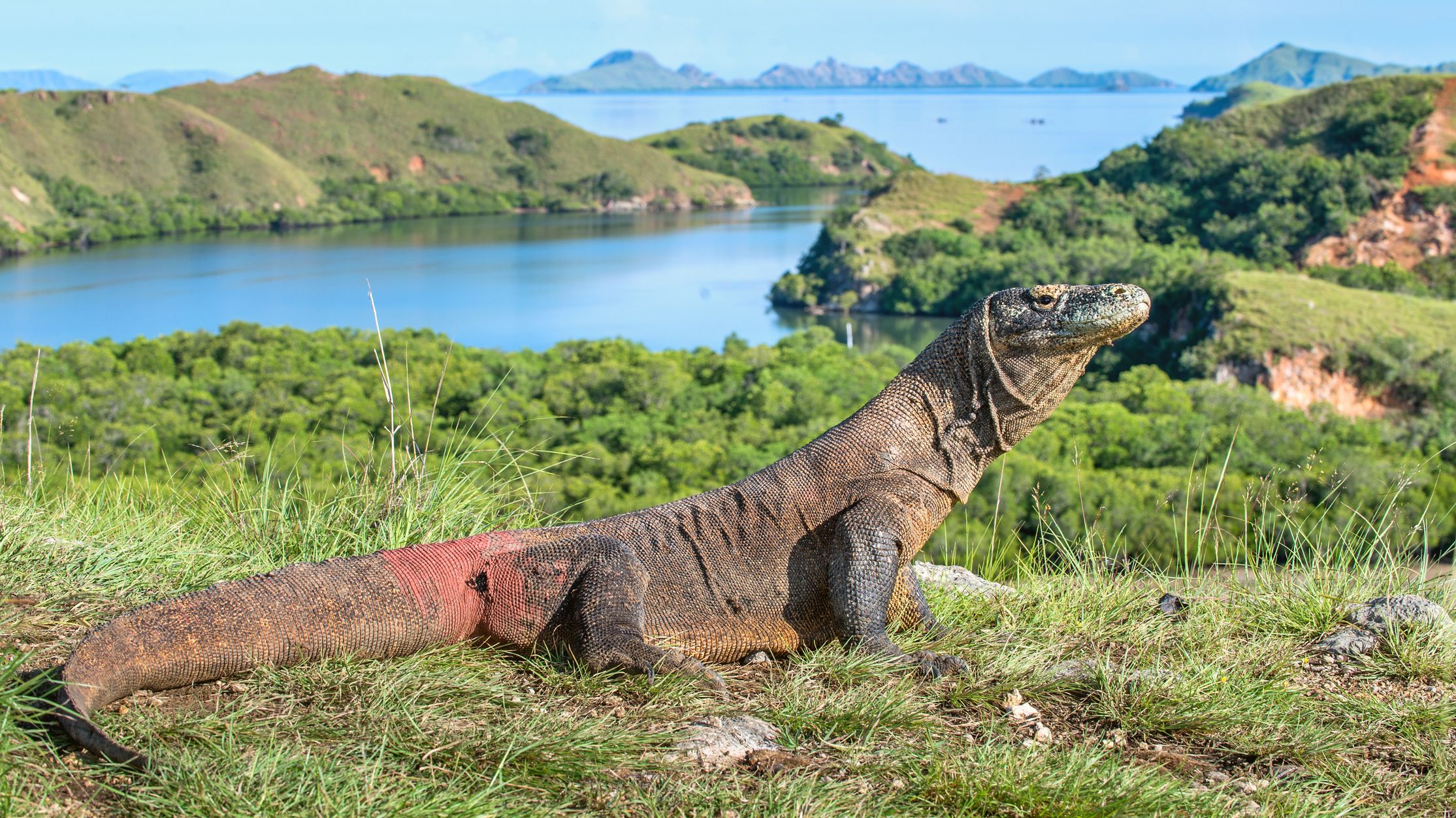 9 Amazing Facts About Komodo Dragons Mental Floss 9 Amazing Facts About Komodo Dragons Mental Floss