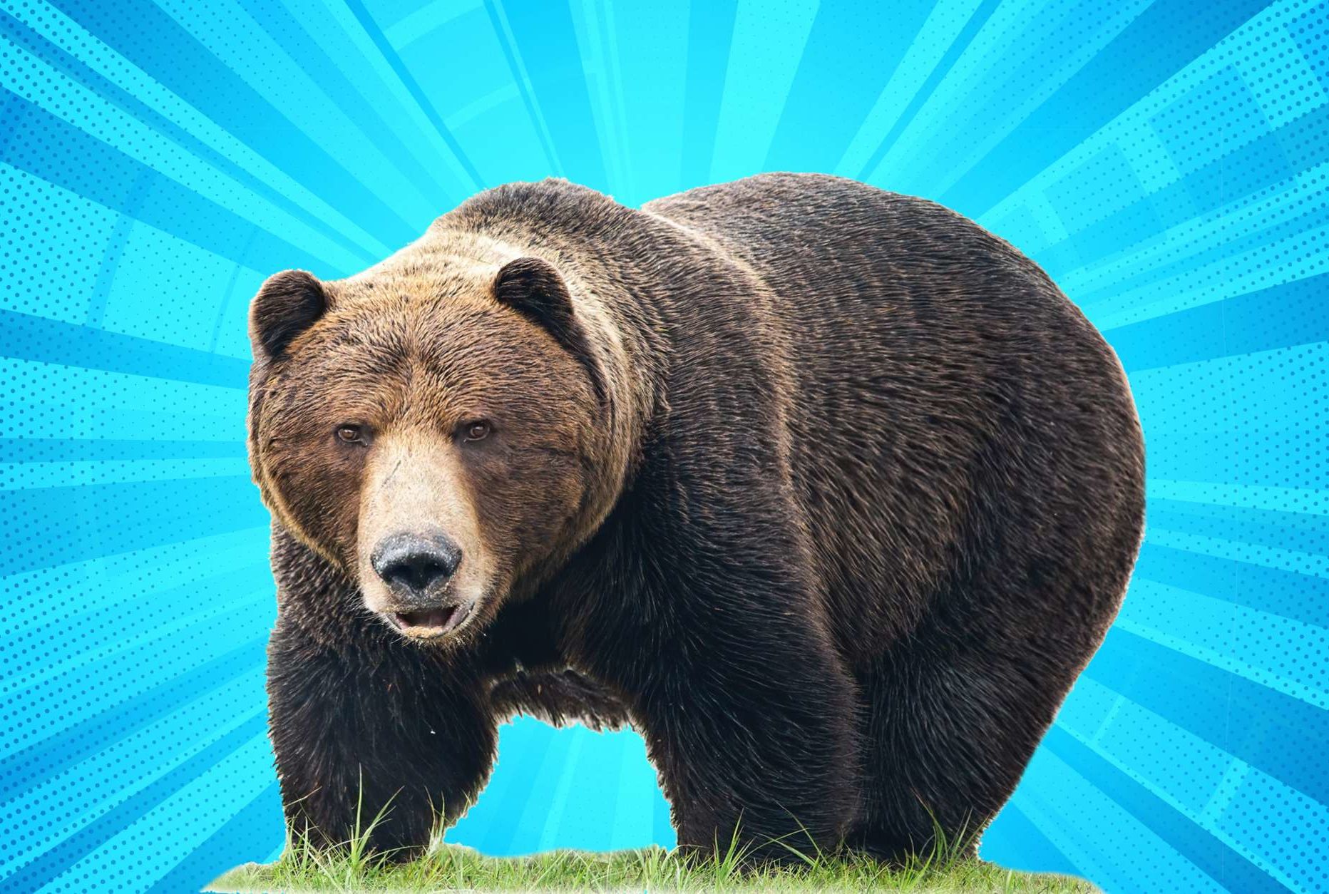 Fat Bear Week voting begins, in a race to find the chonkiest bear : NPR