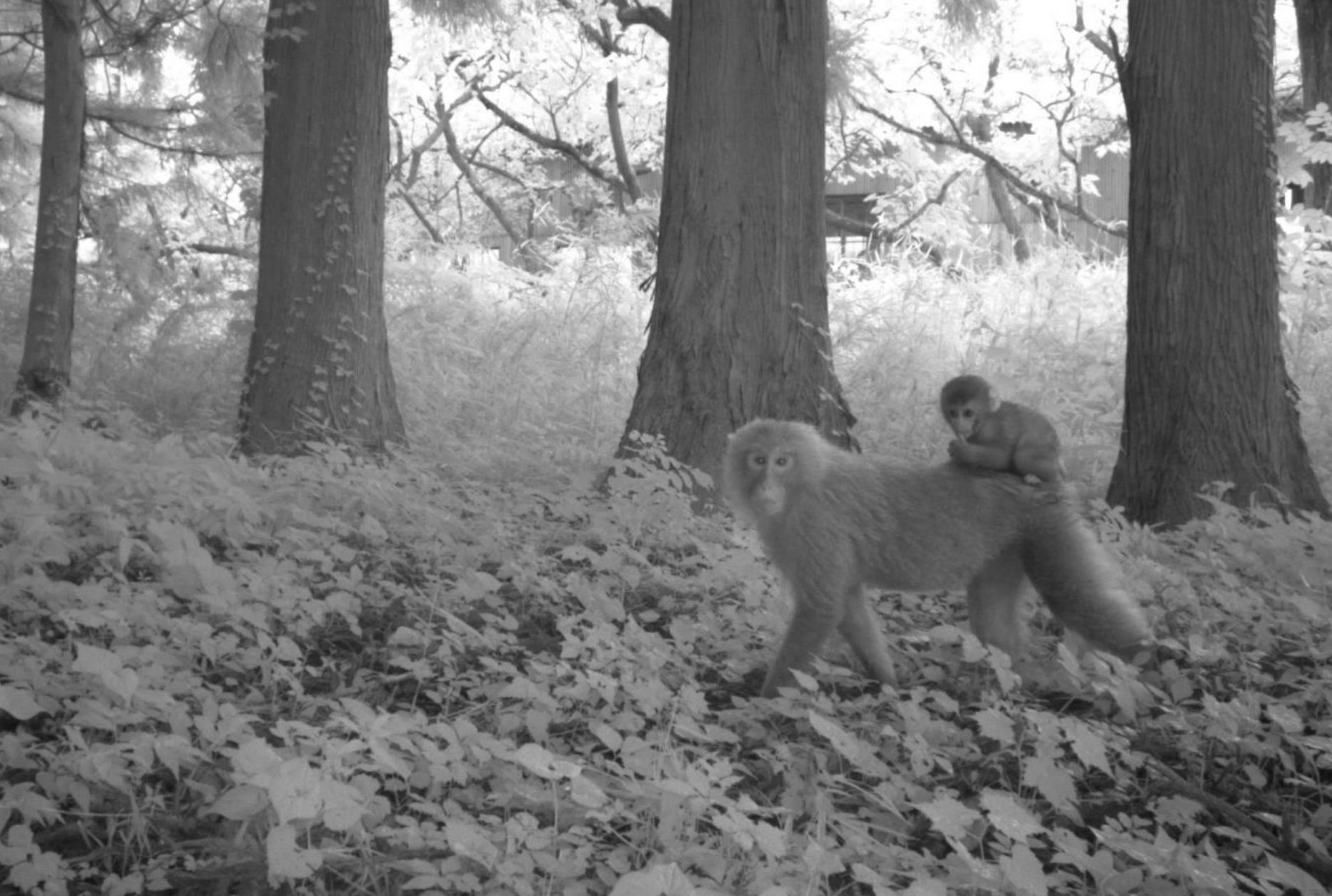 Fukushima Nuclear Disaster Site Wildlife Thriving Mental Floss