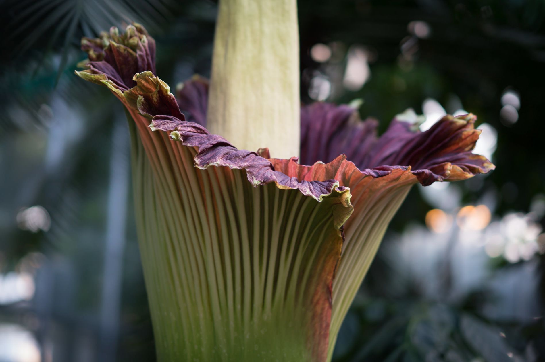 10 Stinky Facts About Corpse Flowers Mental Floss