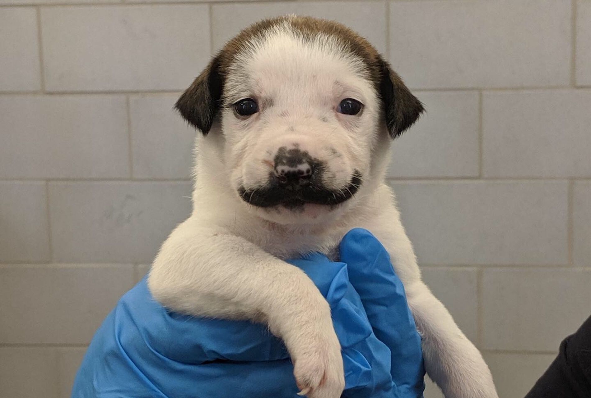 Puppy with mustache clearance