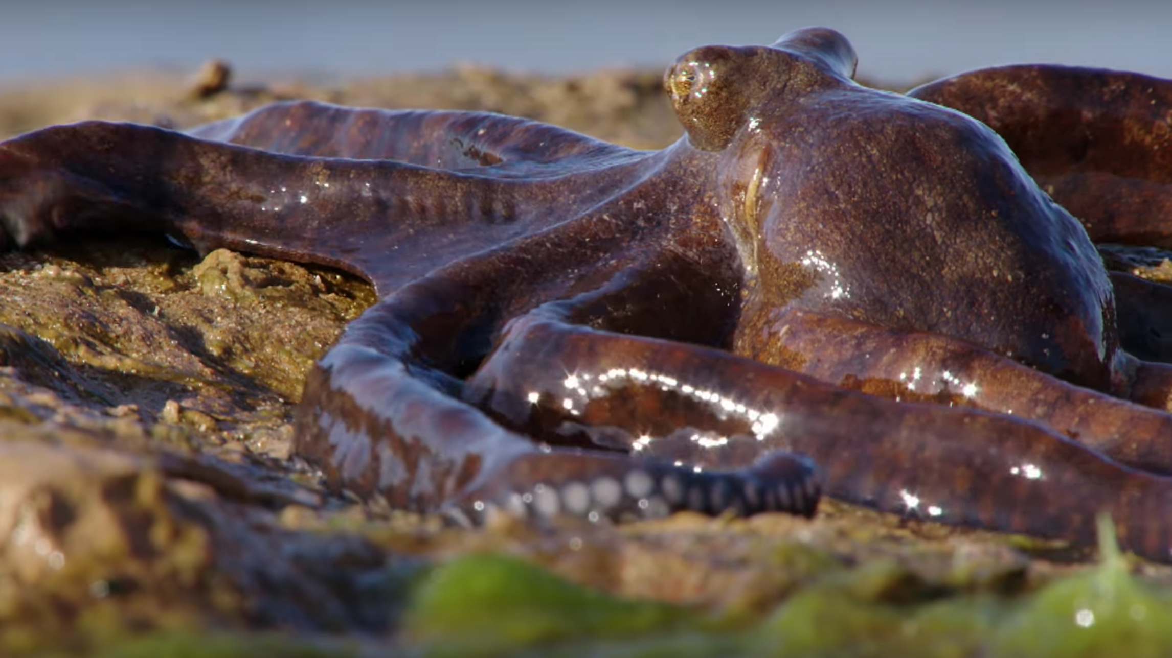 large size reversible octopus