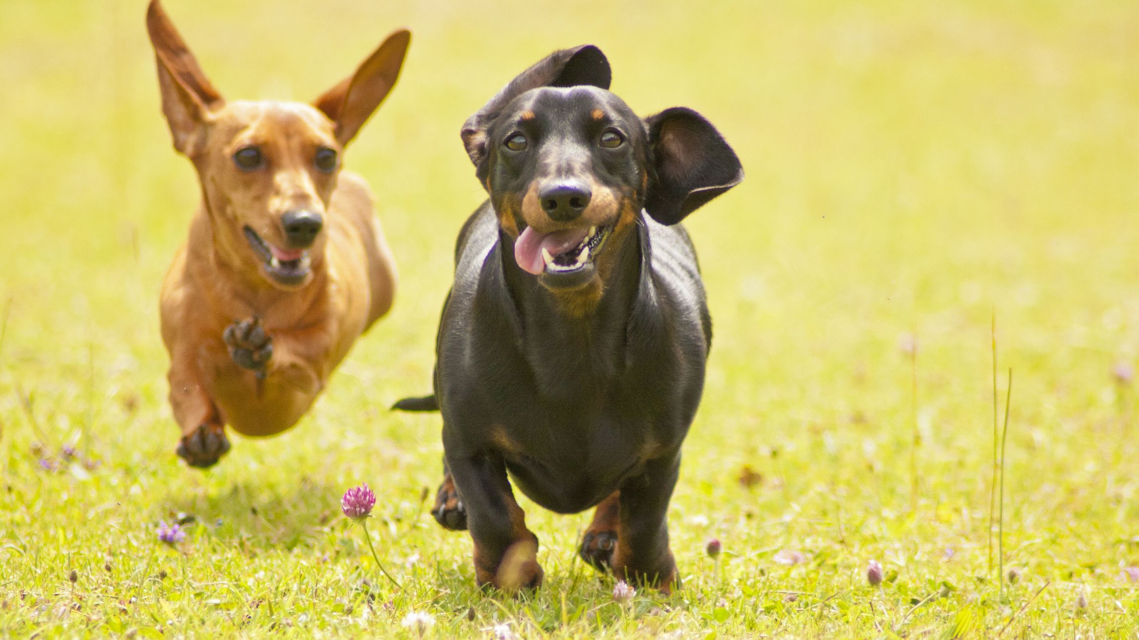 100 Dachshunds Competed in Cincinnati’s Annual ‘Running of the Wieners’