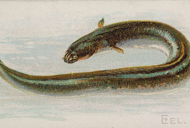 An illustration of an eel circa 1889.