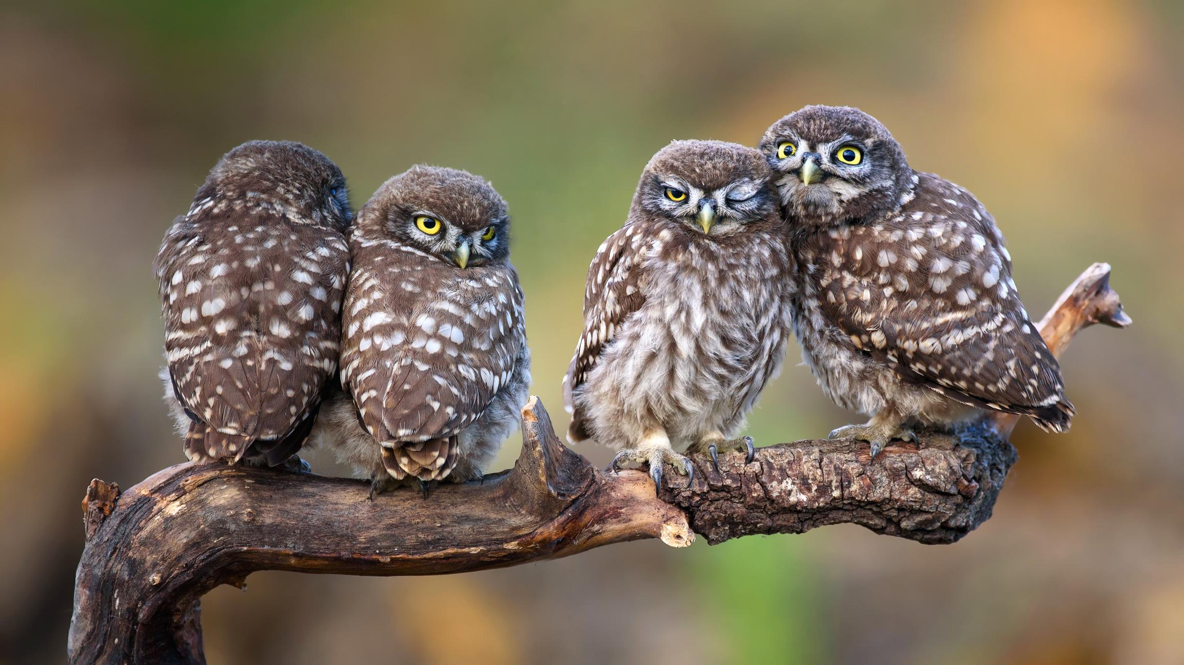 Do You Know the Fun Terms for These Groups of Animals? | Mental Floss