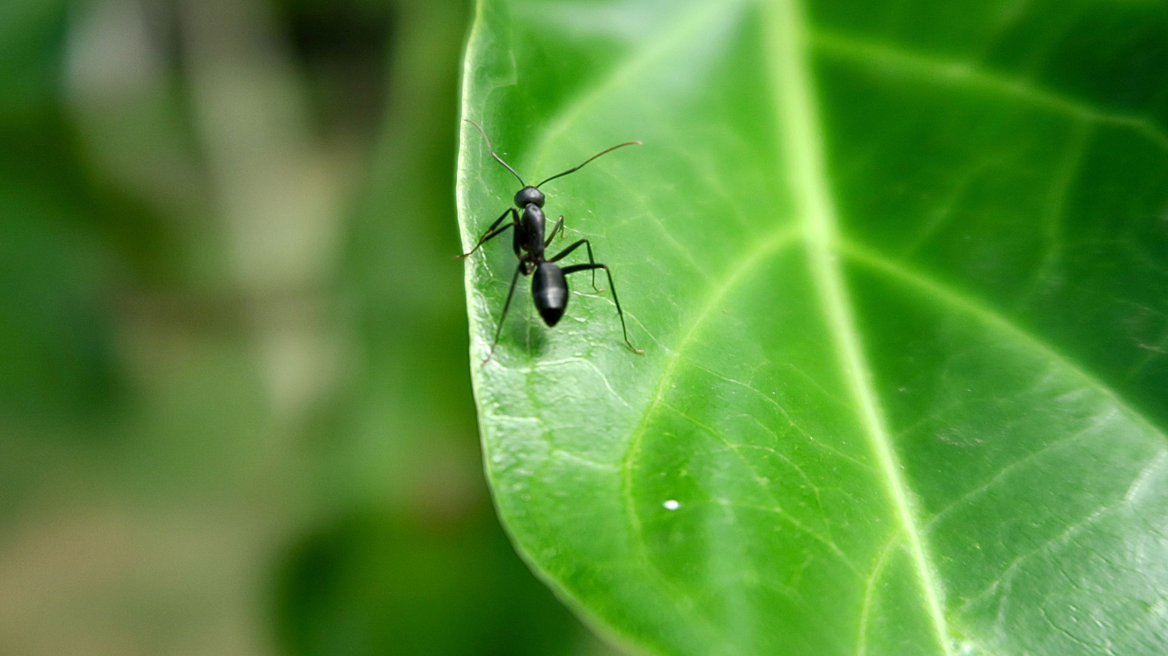Ants Take Sick Days to Protect Their Colonies from Disease Mental Floss