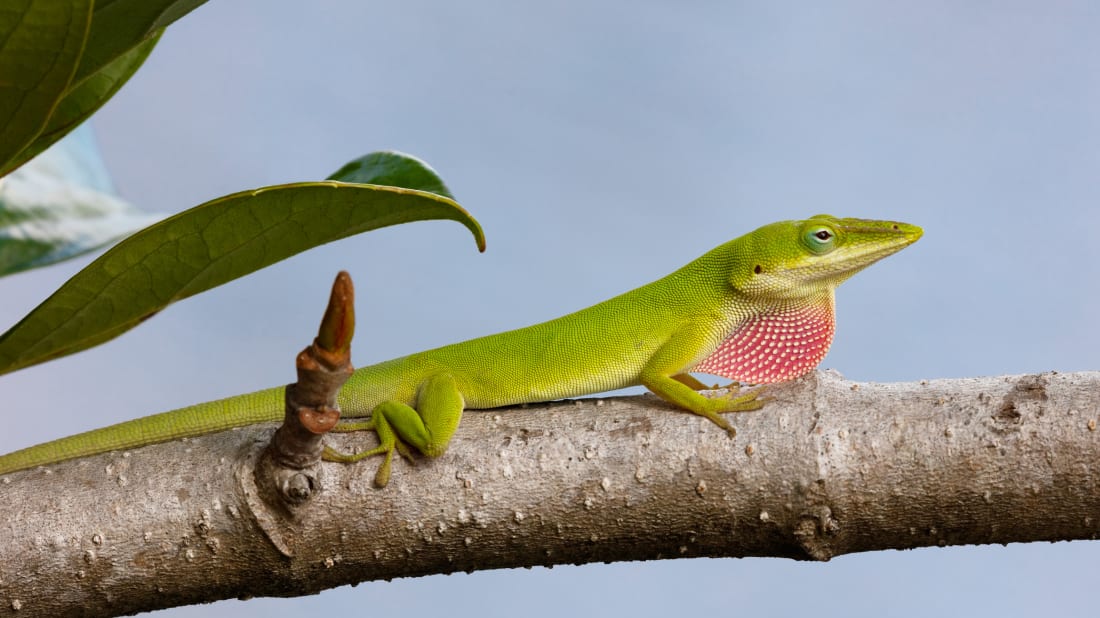 When competition moved in, Florida's native green lizards evolved to become stickier. 