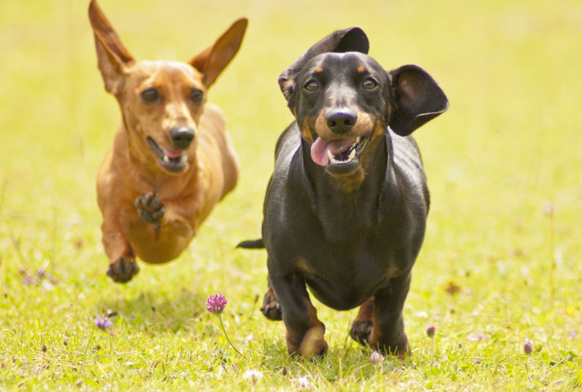 100 Dachshunds Competed In Cincinnati S Annual Running Of The Wieners Mental Floss