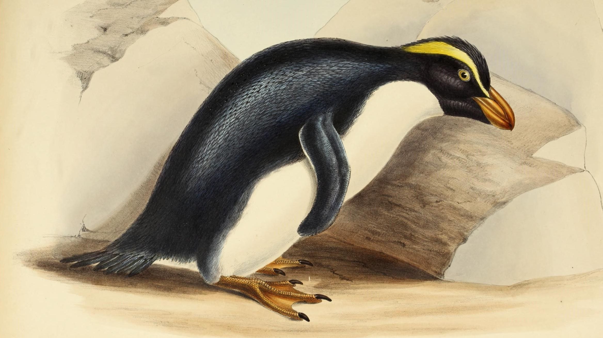 DNA tests show ‘extinct’ species of penguins that never existed