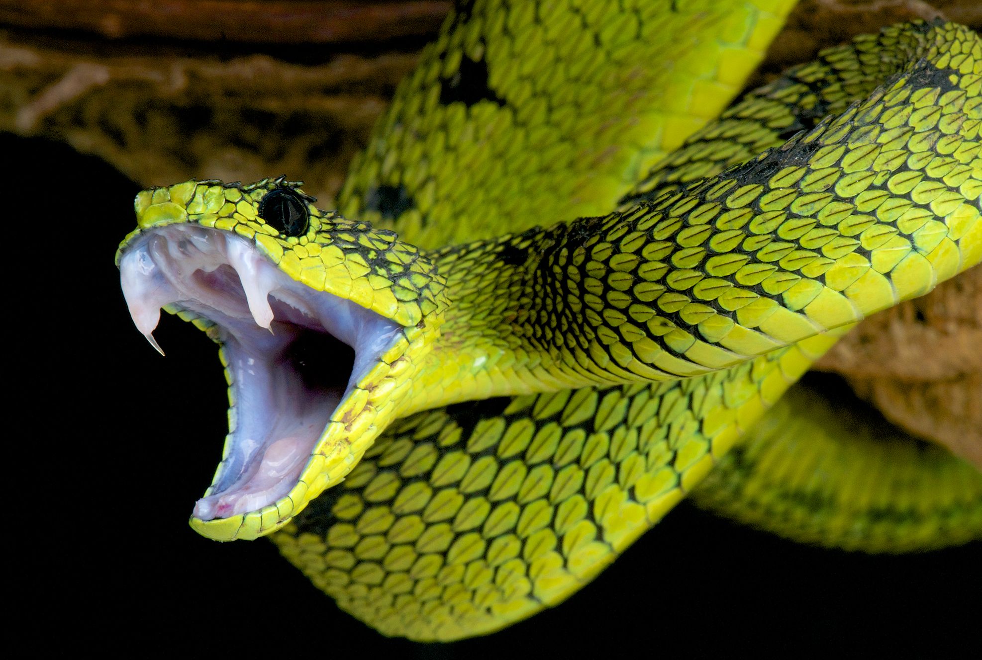 What S The Difference Between Venom And Poison Mental Floss