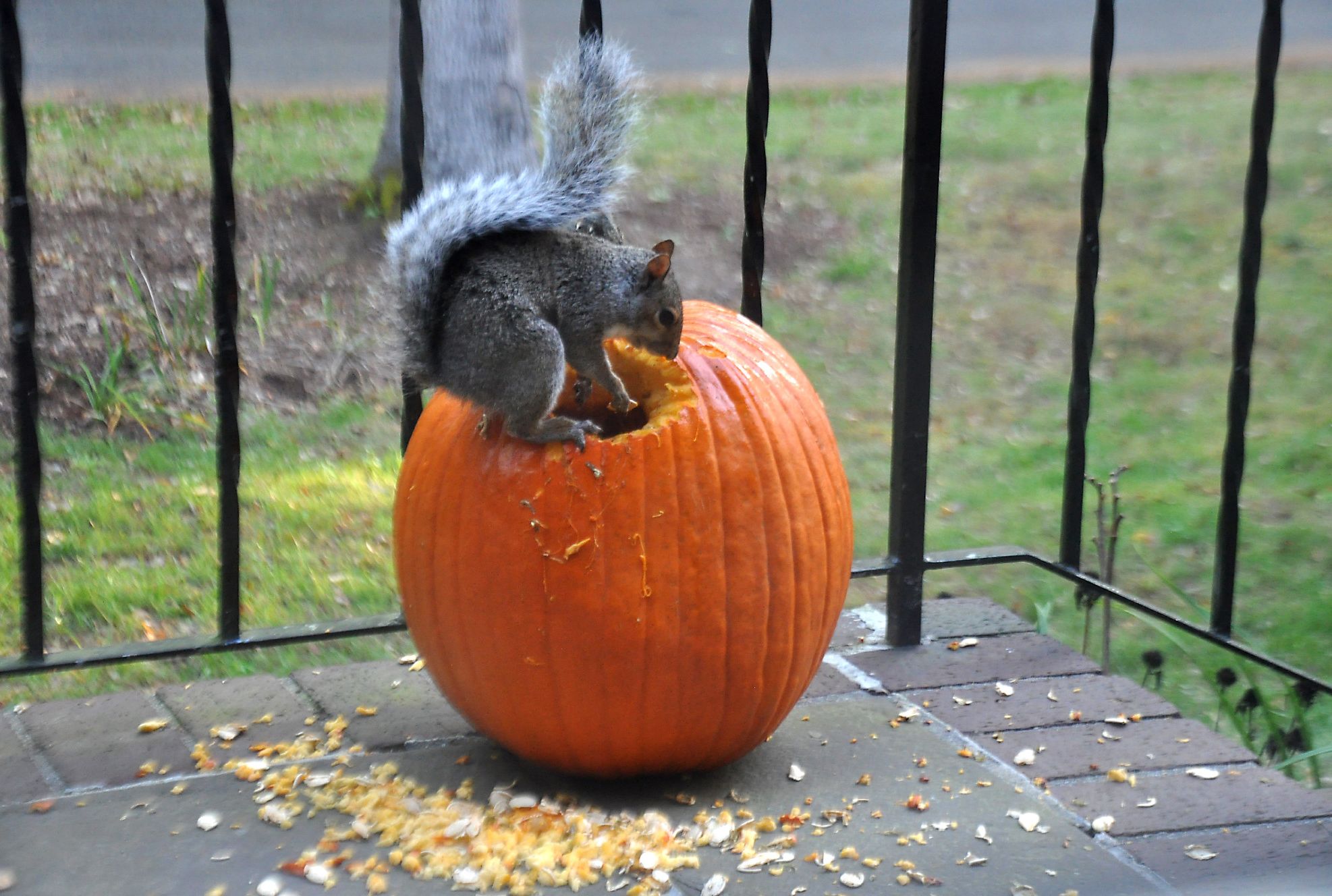 Squirrels Are Assaulting Porch Pumpkins Across The Country Mental Floss