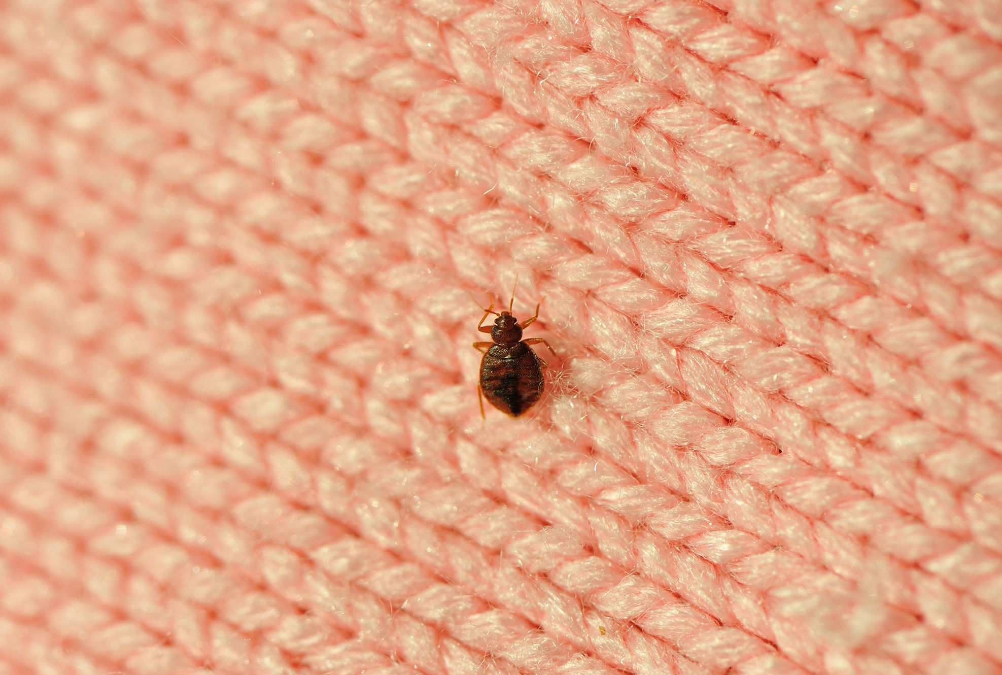Don T Pour Alcohol On Your Bed Bugs Try These Tips Instead Mental Floss