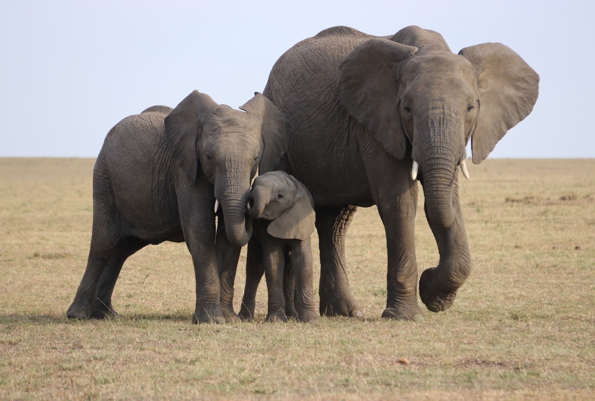 Facts About Elephants Mental Floss