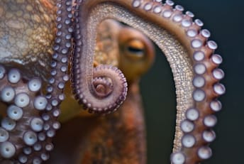 Octopuses never have to say a farewell to arms for long.