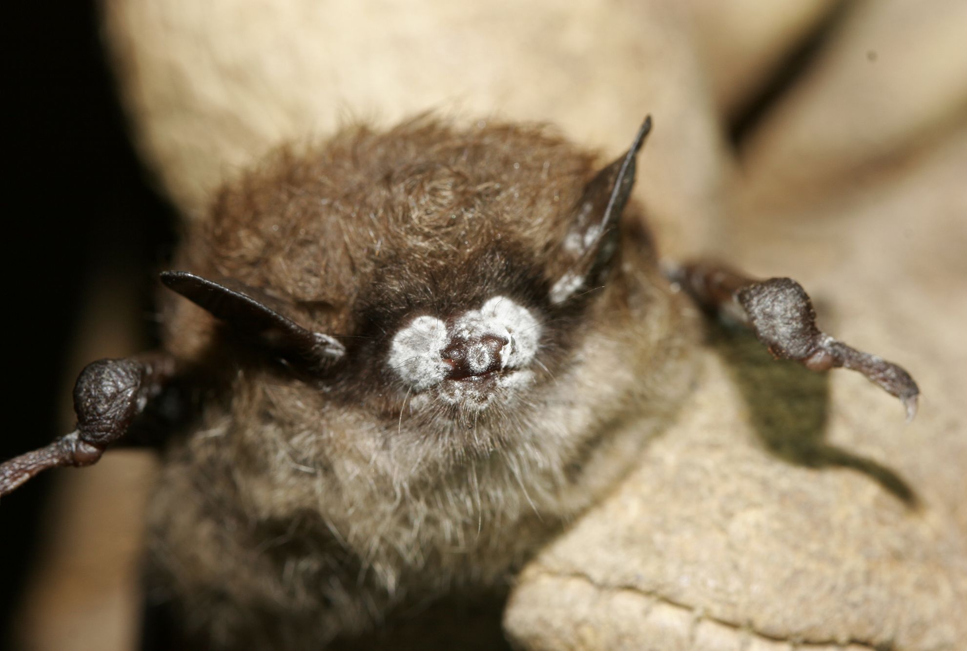 Scientists May Have Found A Cure For Deadly White Nose Syndrome In Bats Mental Floss