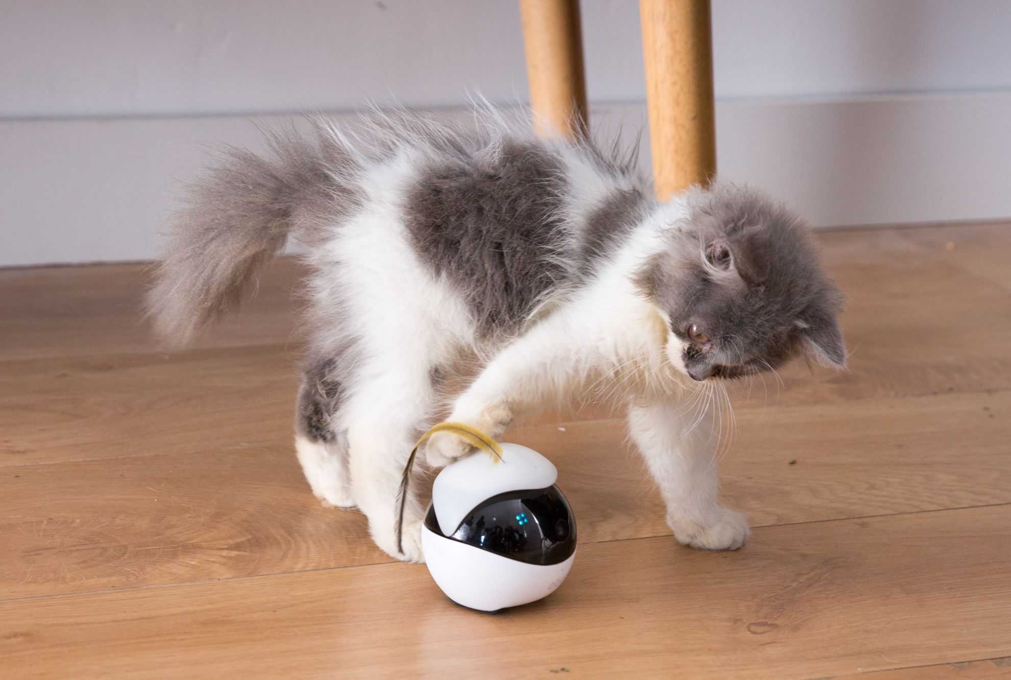 kickstarter robot cat