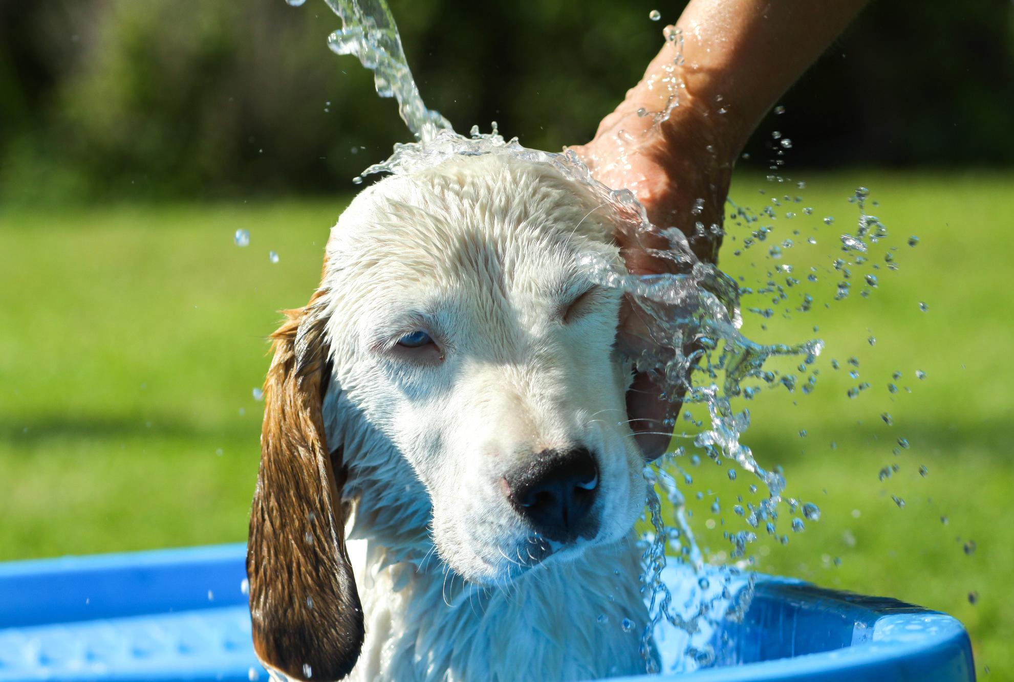 The Reason Why Dogs Go Wild After a Bath - Vimarsana News