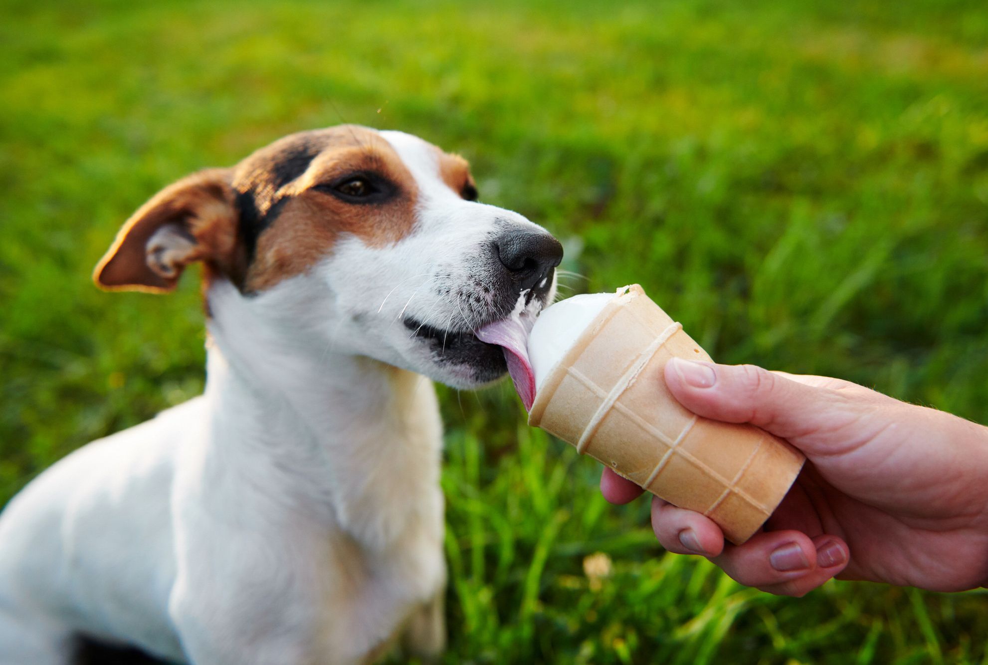 Can Dogs Eat Ice Cream Mental Floss