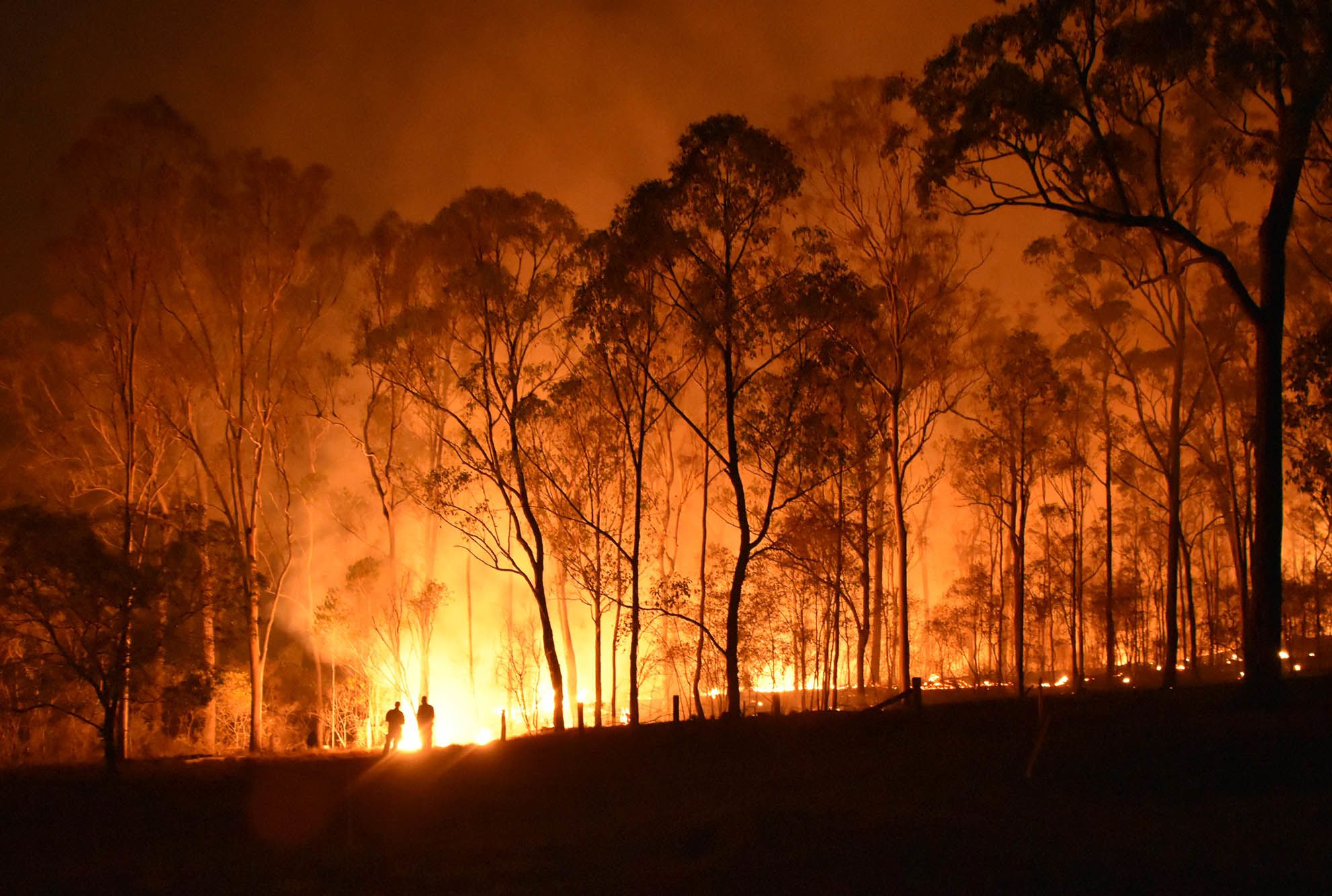 How To Help Australia S Wildfire Victims Mental Floss