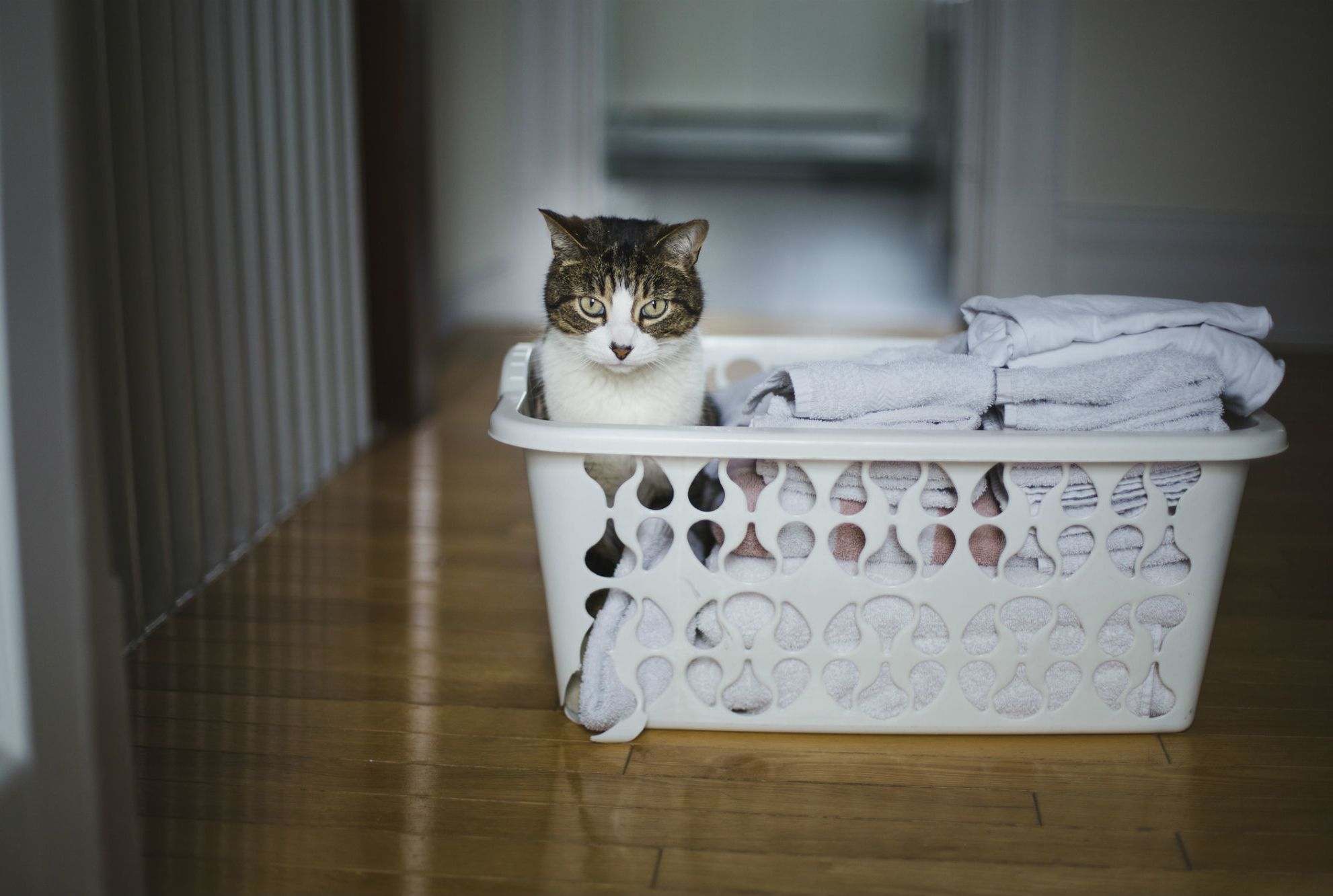 The Reason Why Dryer Sheets Are Toxic To Cats And Dogs Mental Floss