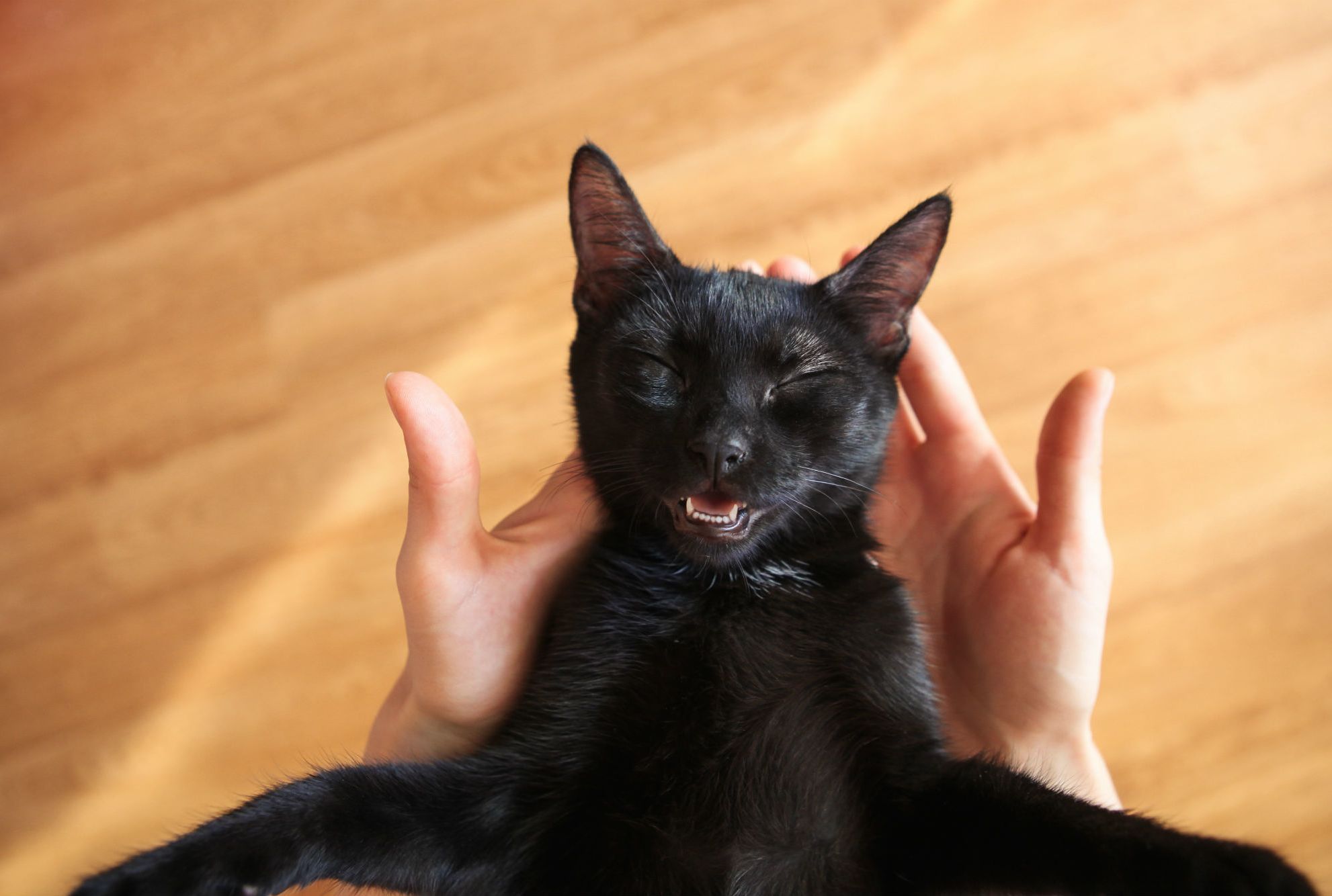 Cats Make Facial Expressions But Not Everyone Can Read Them