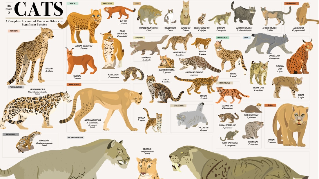 Species Chart
