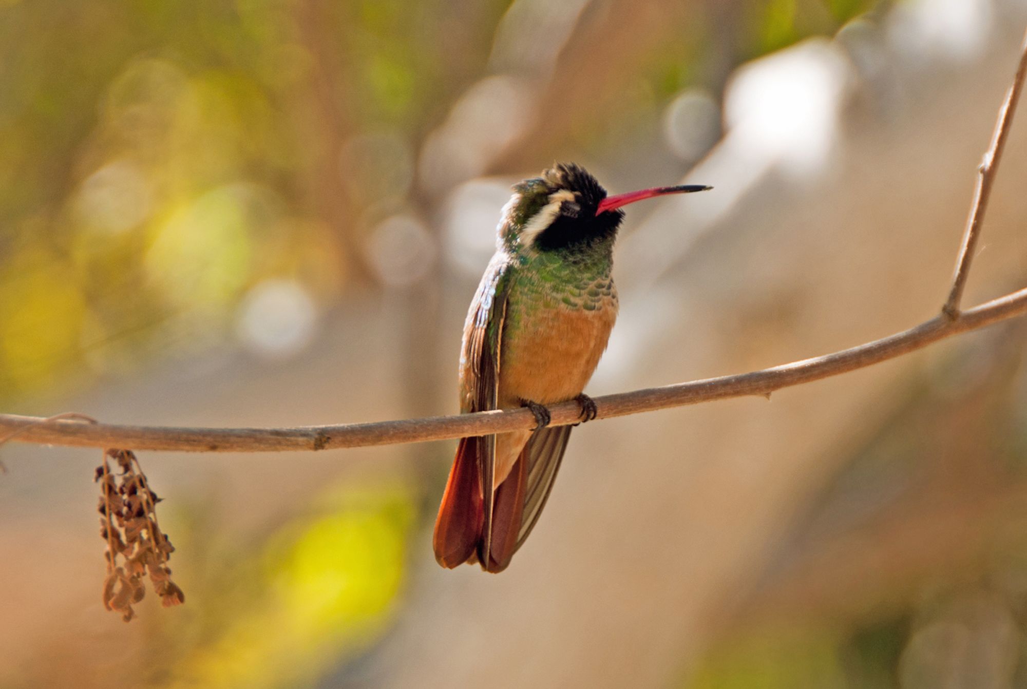 How Do Hummingbirds Sleep Mental Floss
