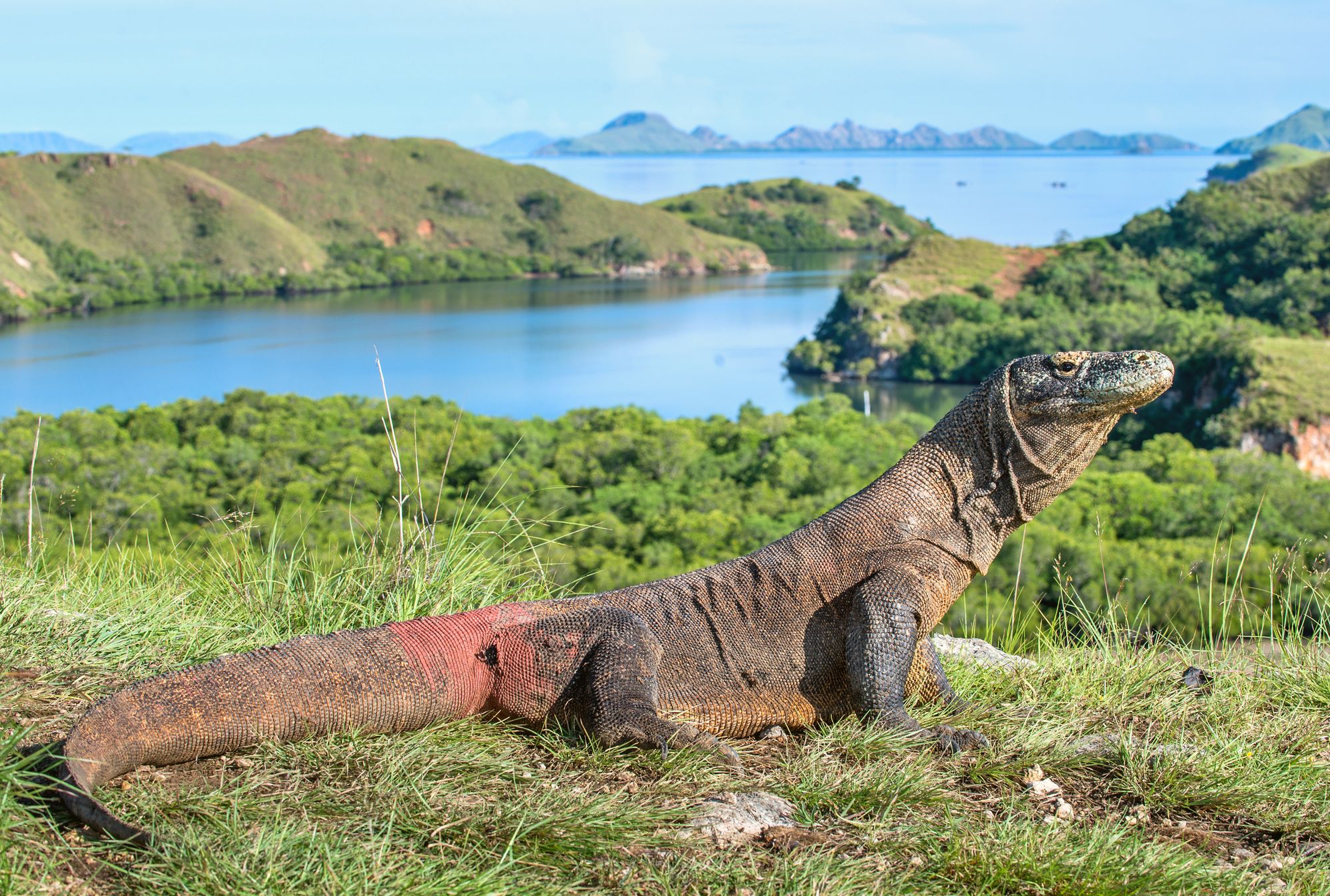 9 Amazing Facts About Komodo Dragons Mental Floss