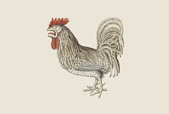 This 16th century illustration of a rooster will have you saying "cock-a-doodle-don't."