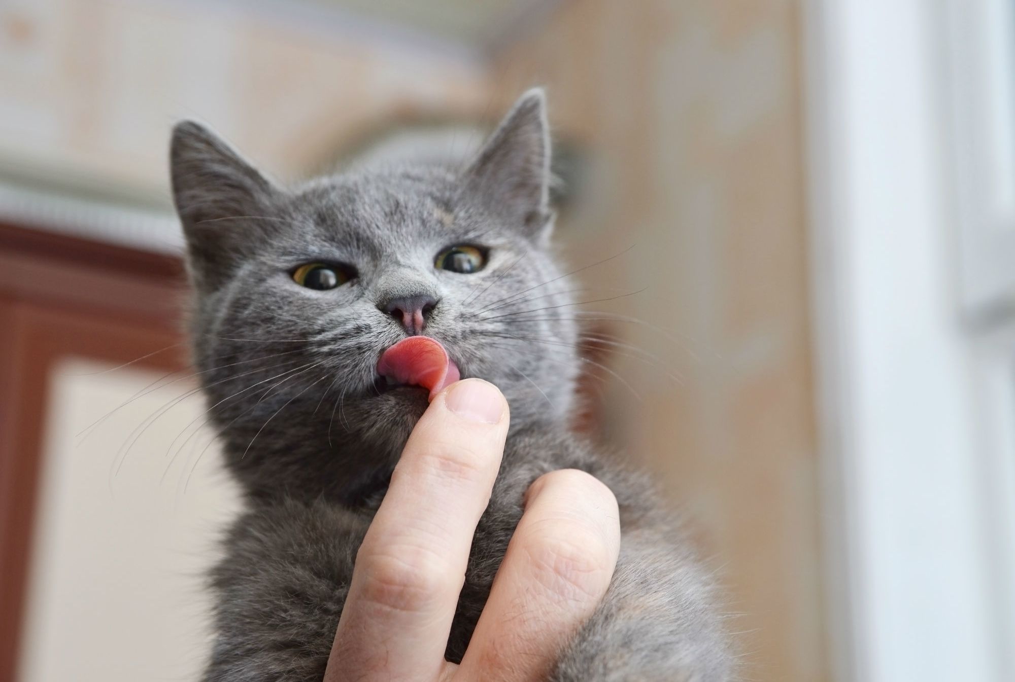Your Cat Probably Would Eat Your Rotting Corpse Mental Floss