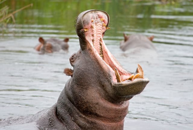 pjmalsbury/iStock via Getty Images