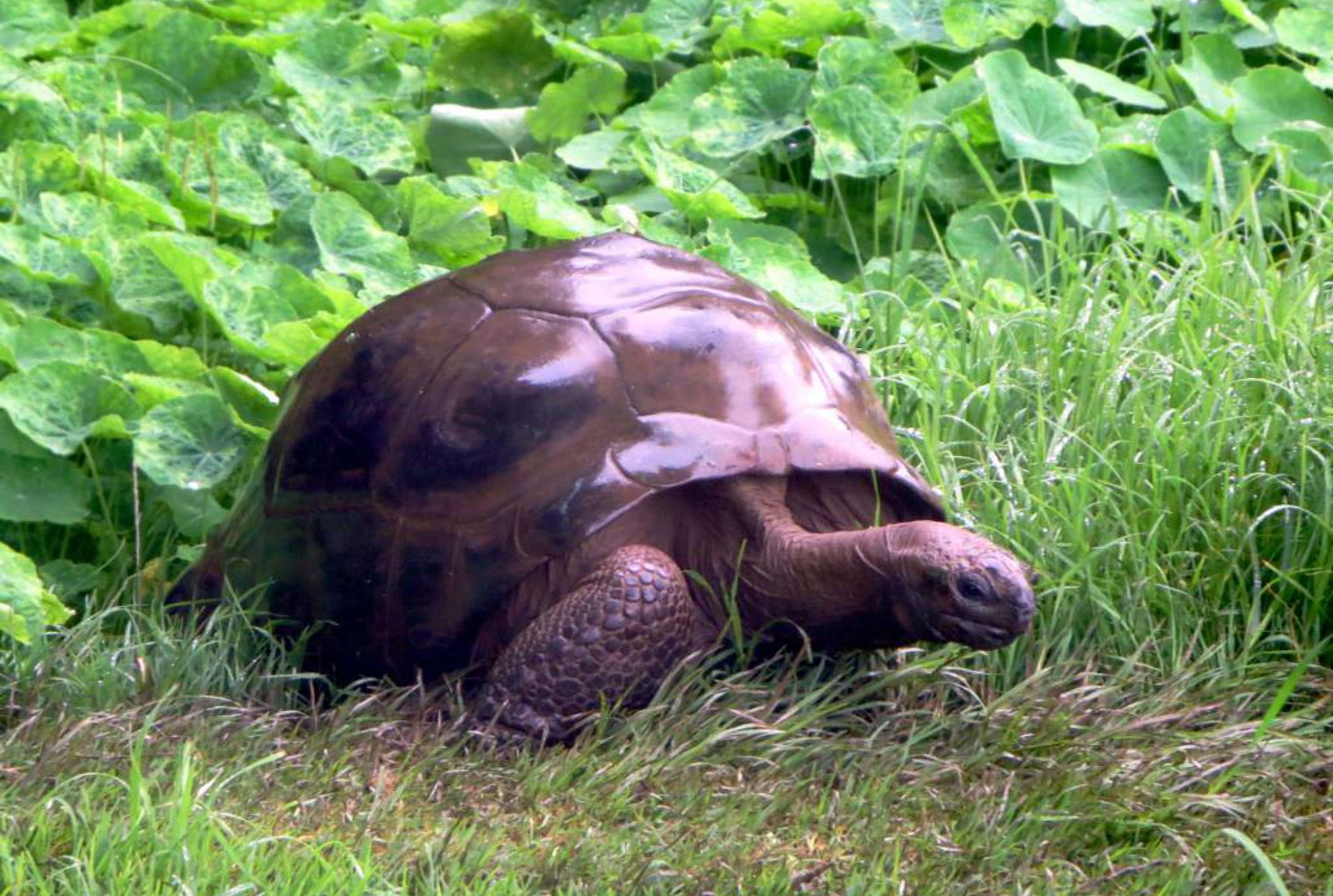 Meet Jonathan The 187 Year Old Tortoise And The World S Oldest Land Animal Mental Floss What is the oldest living tortoise in the world? meet jonathan the 187 year old
