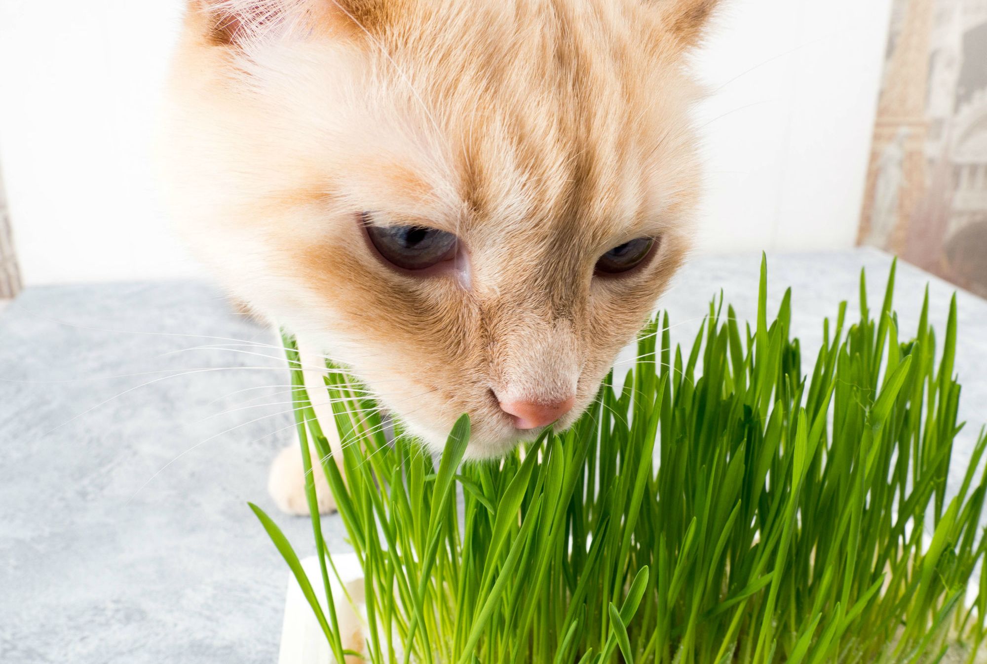 cat eats grass and vomits