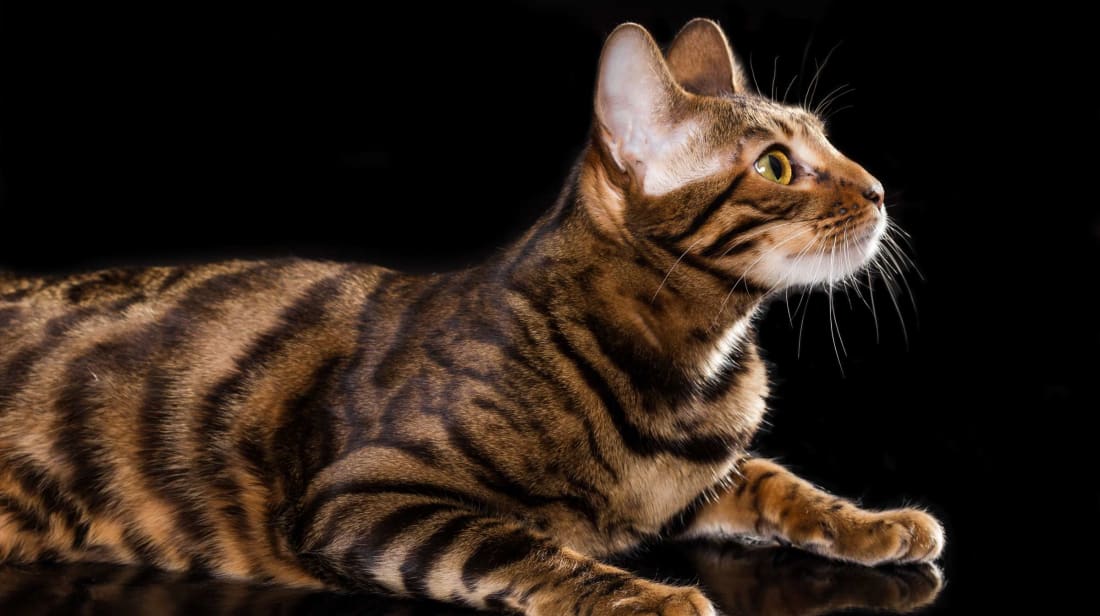 Most Expensive Cat Breeds