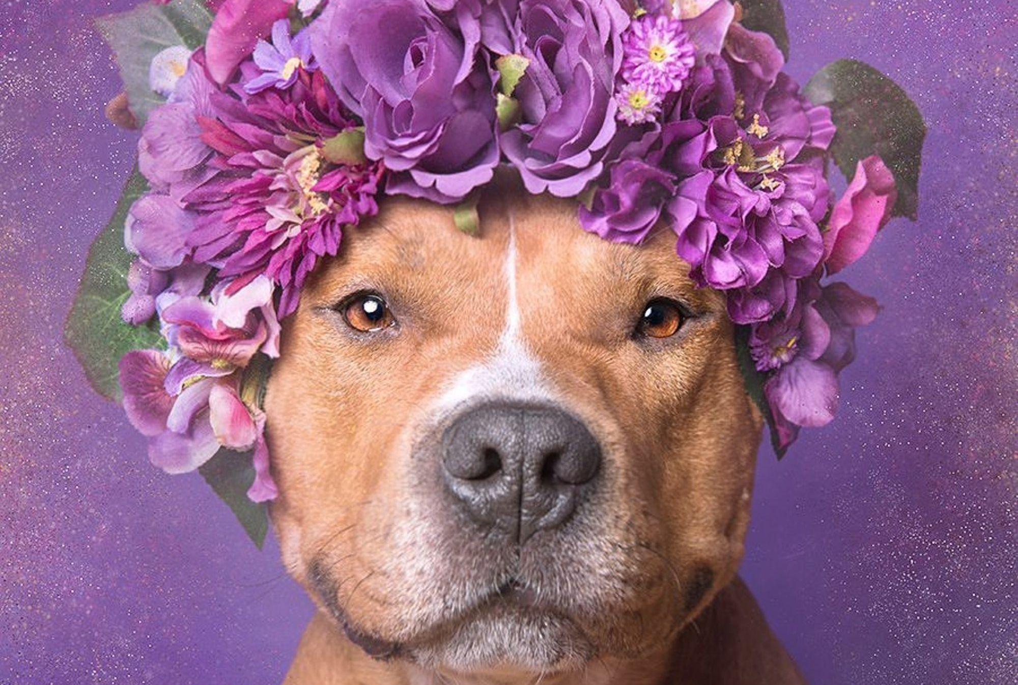 perceptions of pit bulls