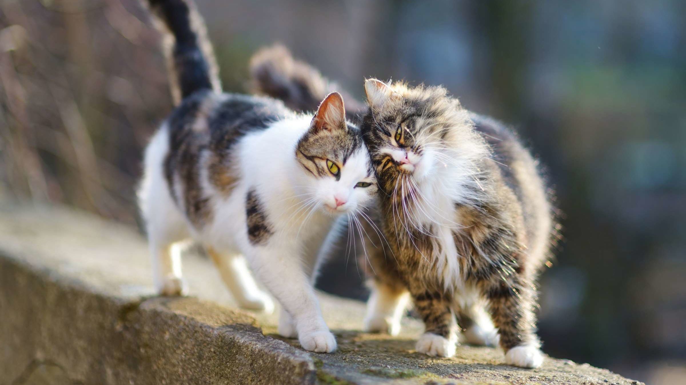 The Healing Power Of The Cat Purr Mental Floss