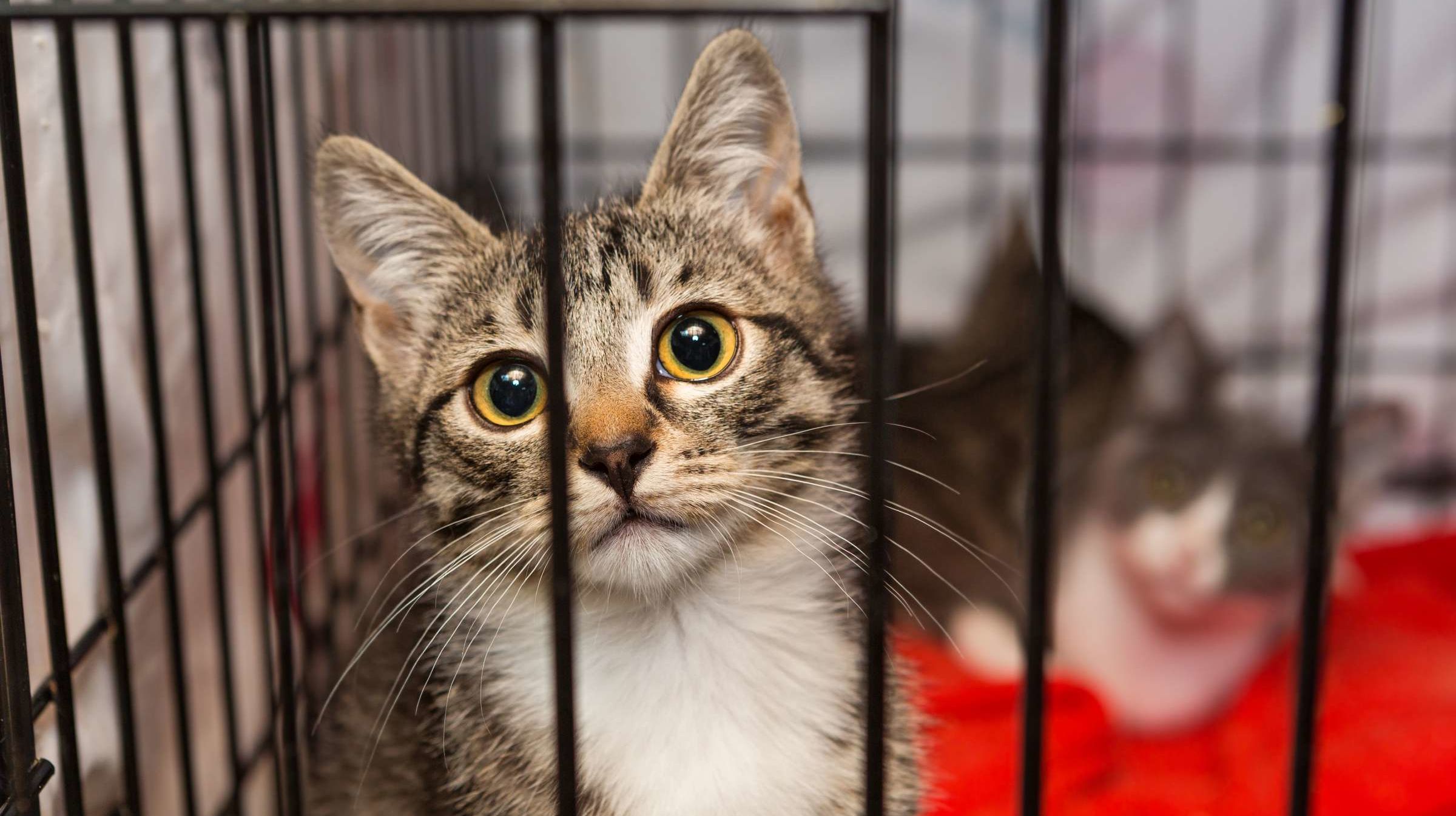 California Wildfires Displace Shelter Pets Mental Floss