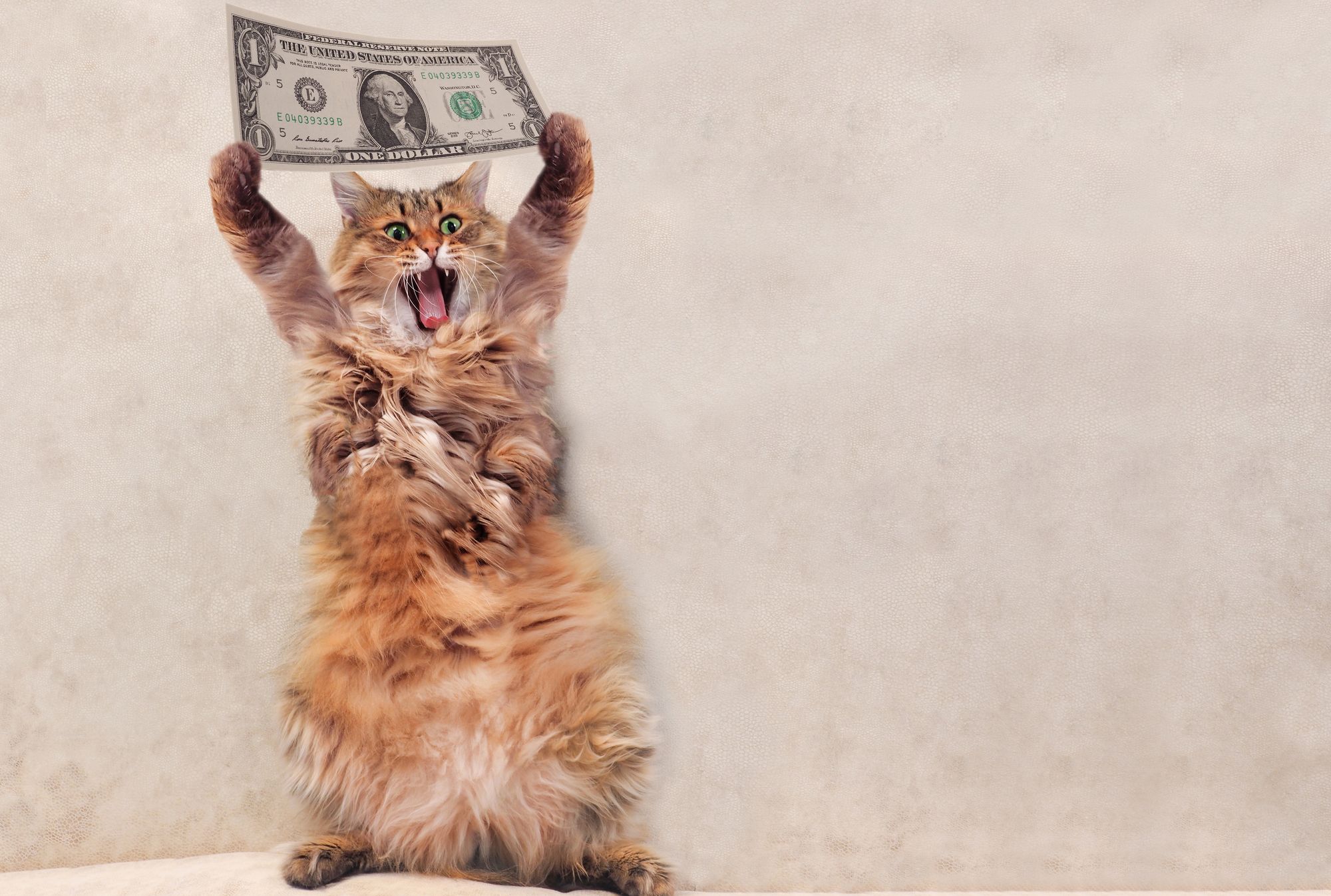 cat with money