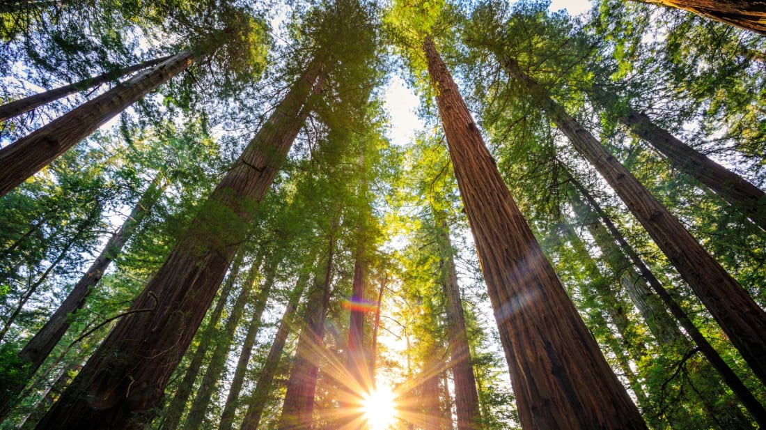 Protecting Hyperion, The World's Tallest Tree | Mental Floss