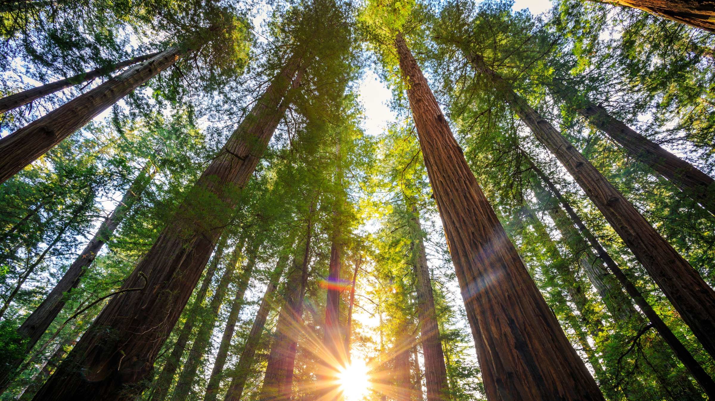 Лес секвойи в Калифорнии15