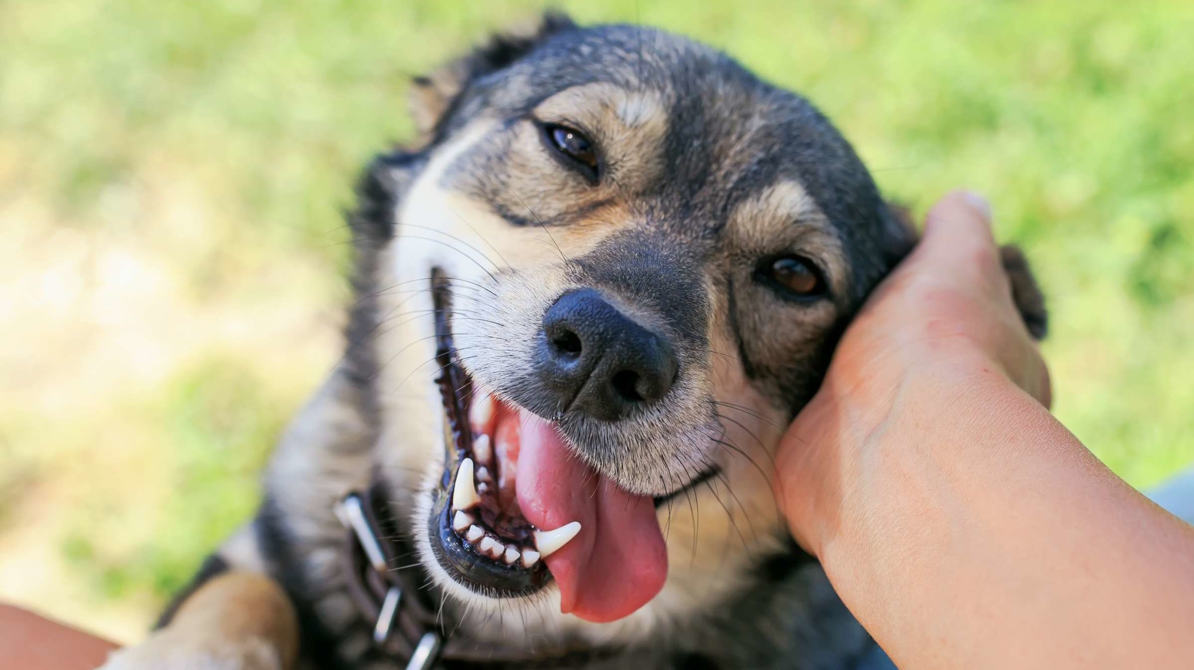 Busch Is Donating Three Months’ Worth of Beer to People Who Undertake or Foster Shelter Canines Via the Coronavirus Pandemic Busch Is Donating Three Months’ Worth of Beer to People Who Undertake or Foster Shelter Canines Via the Coronavirus Pandemic
