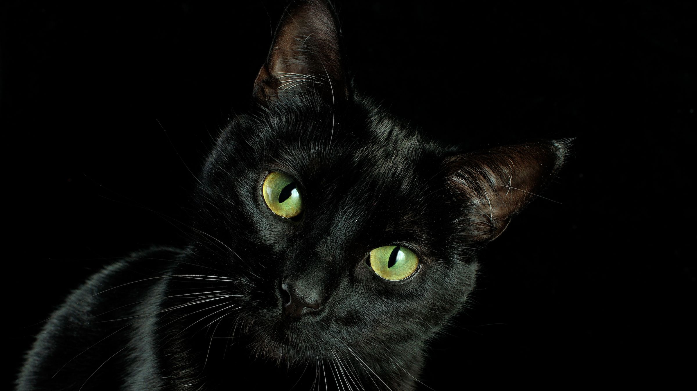 large black cat breeds
