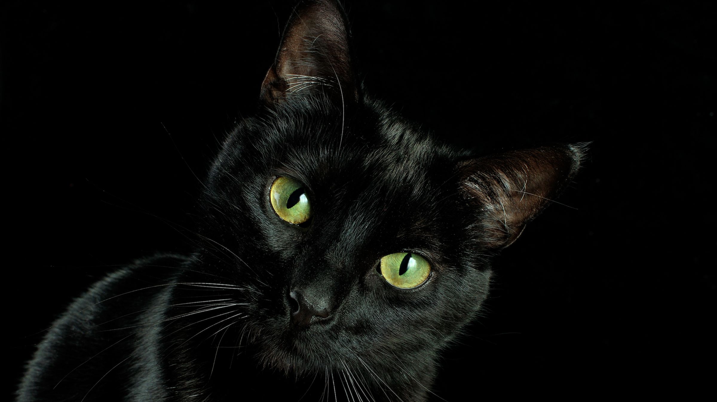 Cool Names For Black Cats With Green Eyes