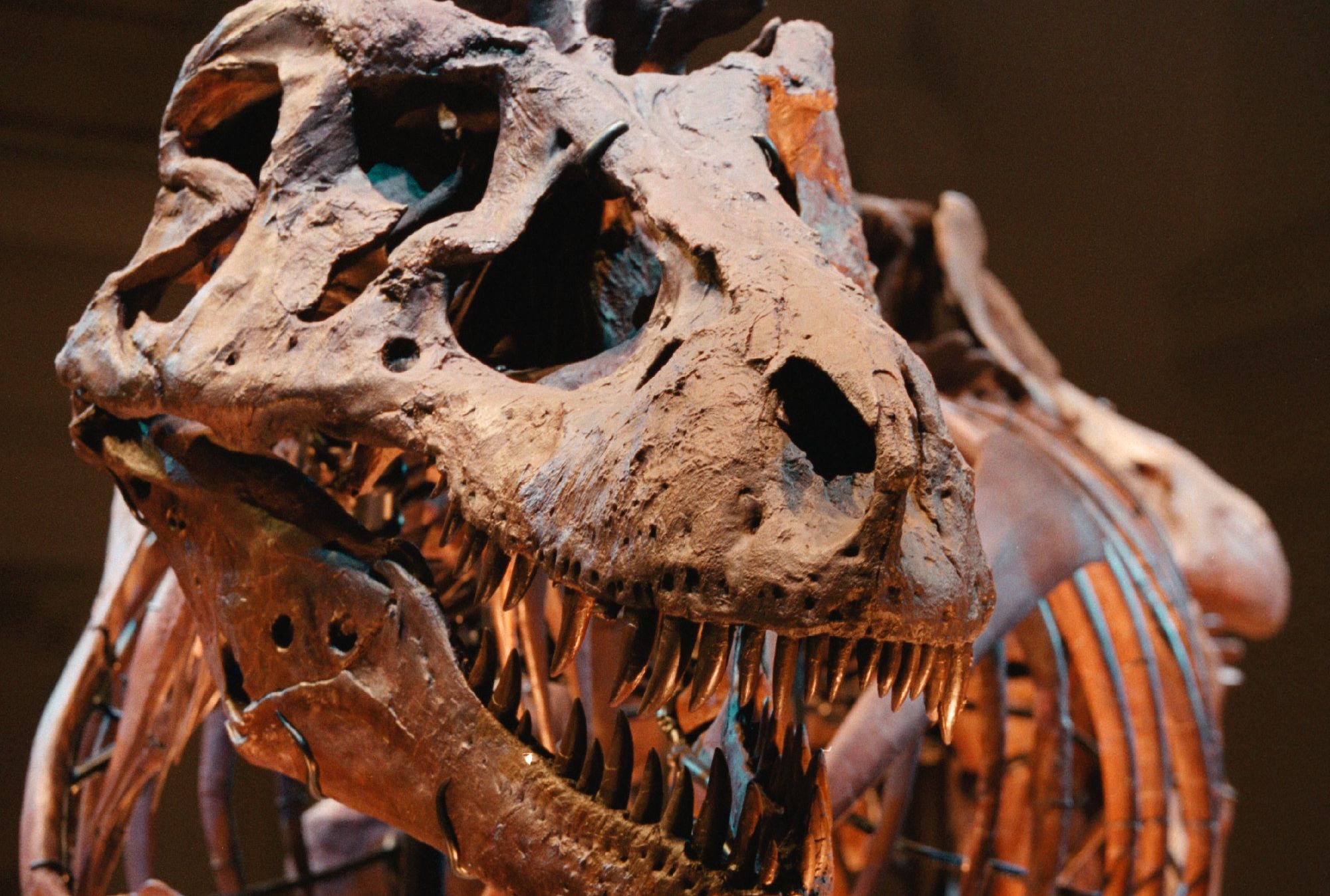paleontology Trivia, Quizzes, and Brain Teasers Mental Floss