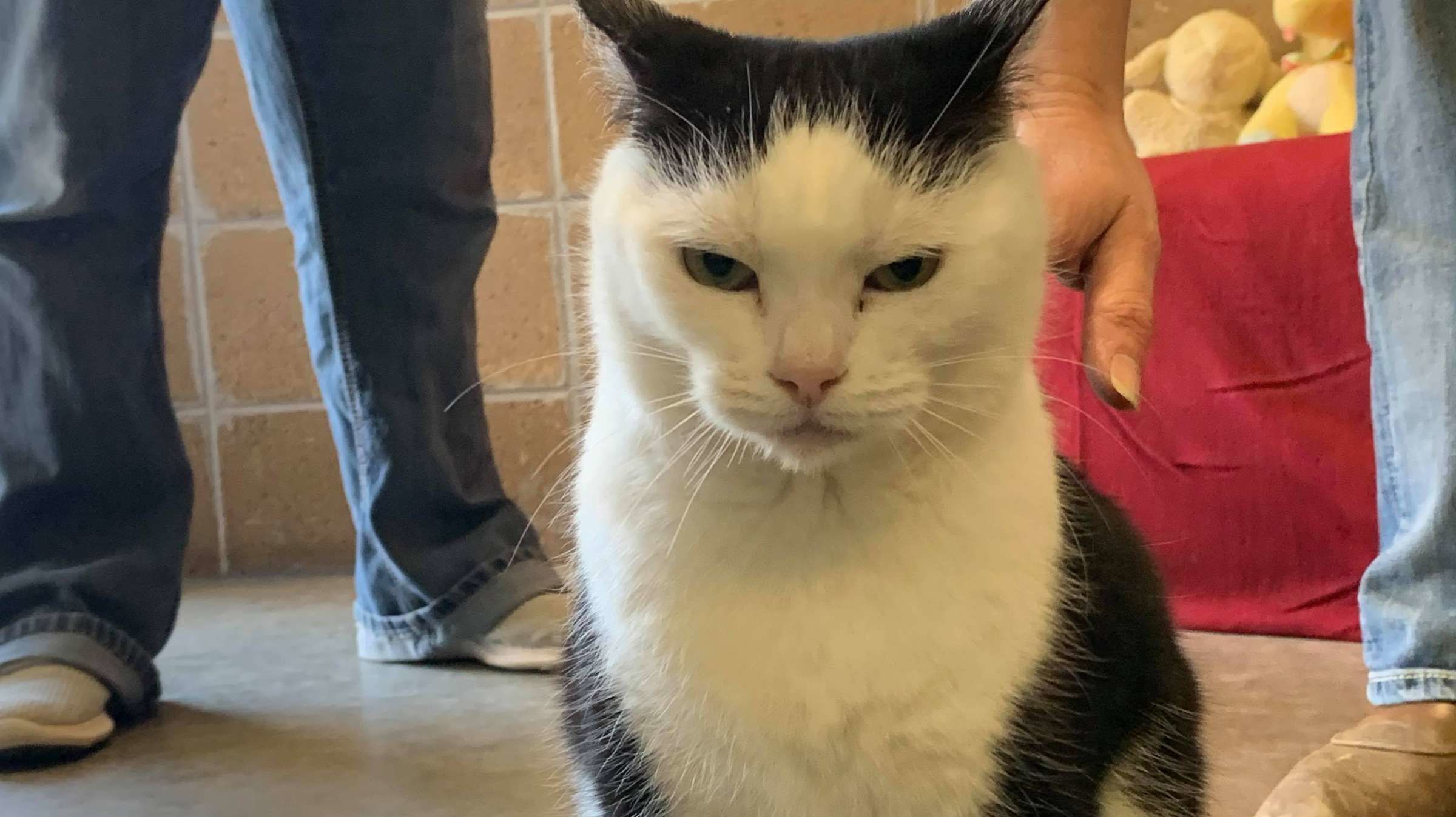 World S Worst Cat Up For Adoption Mental Floss