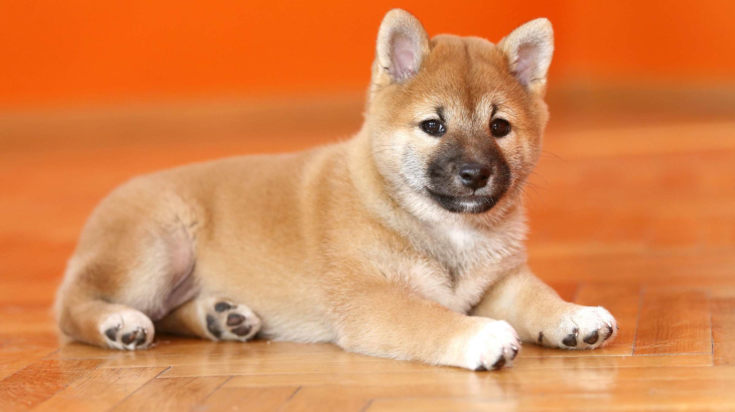 Stray Puppy Identified as Endangered Alpine Dingo Mental Floss