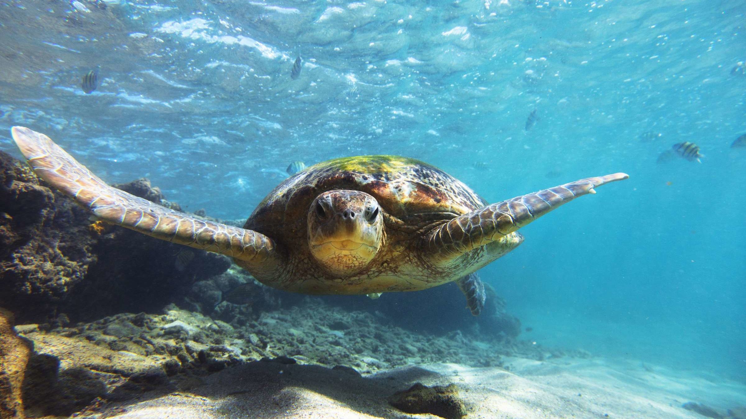 20 Things You May Not Know About Sea Turtles Mental Floss 20 Things You May Not Know About Sea Turtles Mental Floss