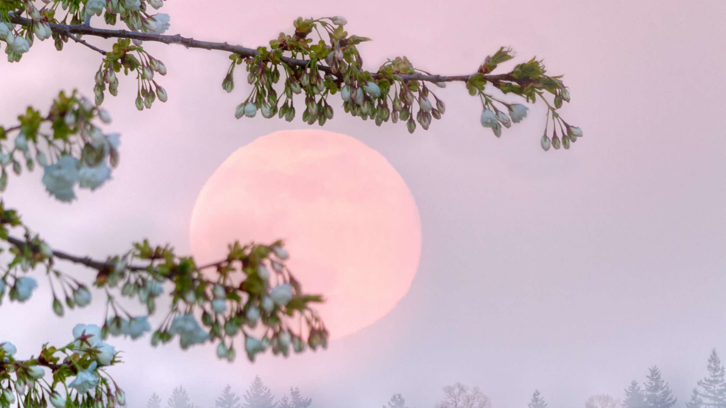 Spring-2021