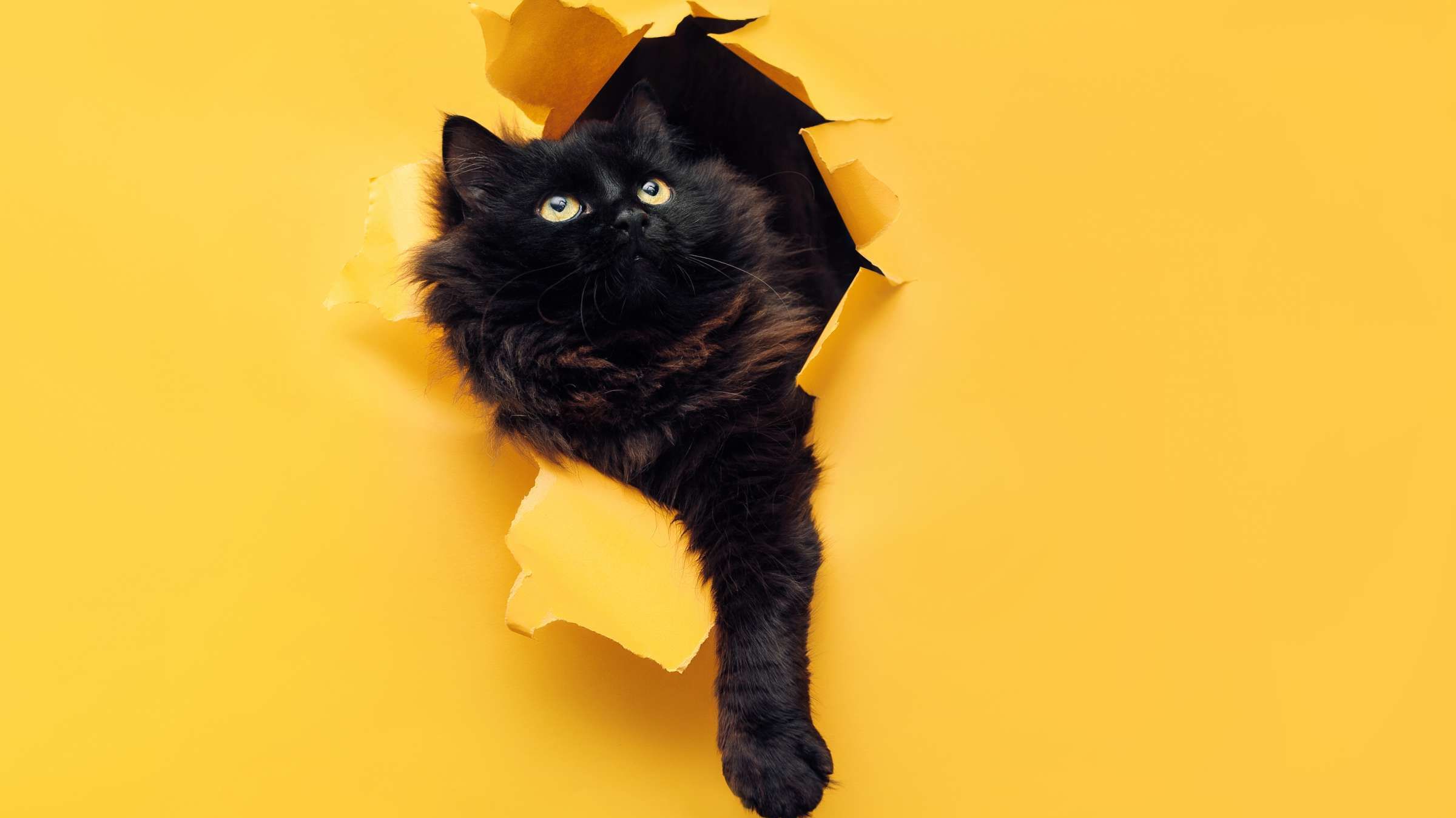 Lost Oregon Cat Found In New Mexico After Five Years Mental Floss
