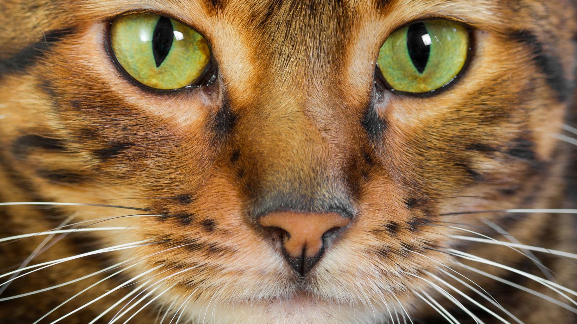 Cat Breeds With Wild Roots Mental Floss